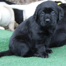 Doberman Pinscher and Labrador Retriever Puppies from GFDutton Retrievers & Dalla Grazia Dobermans