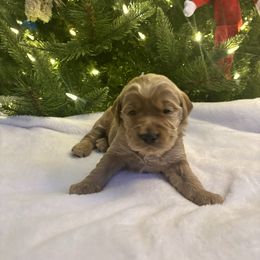 Dancer-Blue Boy - Red  male Goldendoodle puppy in Lewisville, Texas from Zink Doodles