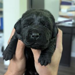 Gray colllar - Black female Labrador Retriever puppy in Lithonia, Georgia from Marmolejos Labs