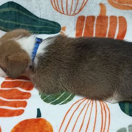 Pembroke Welsh Corgi Puppies from Episode Corgis