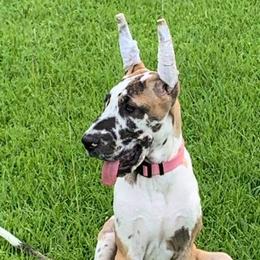Great Dane Puppies from F&B Kennels