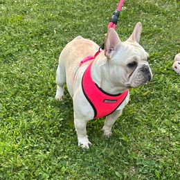 Lola - French Bulldog