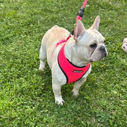Lola - French Bulldog