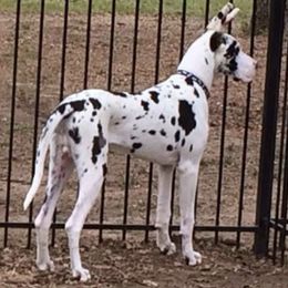 Great Danes from Susan Webster's Great Danes