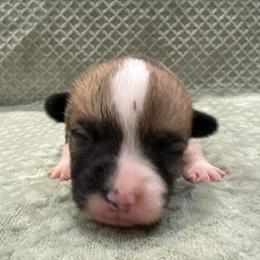 Sleepy - Red male Pembroke Welsh Corgi puppy in Stephenville, Texas from Rising JM Pembrokes