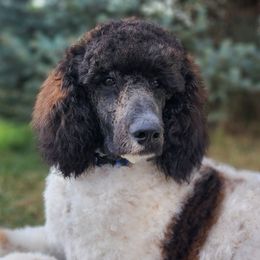 Cooper - Poodle