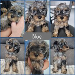 Blue - Merle male Cockapoo puppy in Zanesville, Ohio from Southtown Doodles LLC
