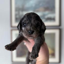 Midnight - Merle male Cavapoo puppy in Grand Blanc, Michigan from Halsey Poodles and Doodles