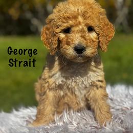George Strait - Cream male Goldendoodle puppy in Lancaster, Minnesota from North Star Dog Training