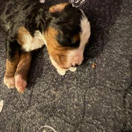 Black tri girl - Black tri-color female Assorted Doodle Crosses puppy in Bedford, Pennsylvania from Dans Doodlez