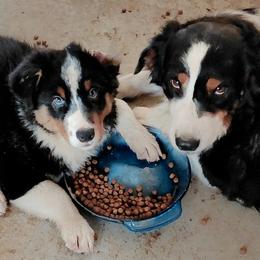 KNIGHT - Black tri-color male Australian Shepherd puppy in Elk Creek, Missouri from Hearts on Fire Australian Shepherds