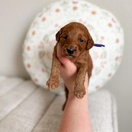 Maple - Red  female Goldendoodle puppy in Billings, Montana from Montana Raised Doodles