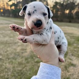 Duke - White and black male Dalmatian puppy in Mt. Vernon, Texas from Double B