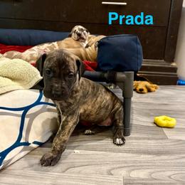 Prada - Brindle female Great Dane puppy in Aldie, Virginia from High Point Mountain Danes