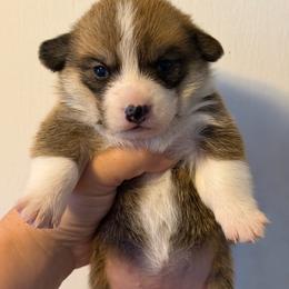 Girl 2 - Red female Pembroke Welsh Corgi puppy in Helmville, Montana from Calie’s Corgis