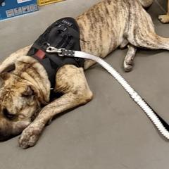 Perro de Presa Canarios from Born Legends Presa