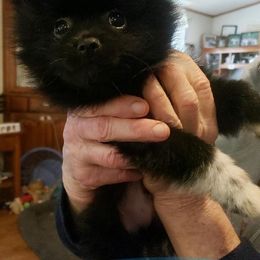 Pomeranian Puppies from Jenn's Sweety Pie Pomeranian's