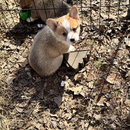 Angel - Sable female Pembroke Welsh Corgi puppy in Millsap, Texas from Punchy Pembroke Ranch