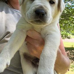 Dark blue boy - Yellow male Labrador Retriever puppy in Anoka, Minnesota from Sunshine Acres