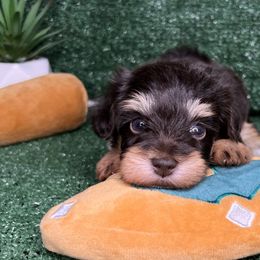 Miniature Schnauzers from South Florida Miniature Schnauzers