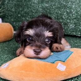 Miniature Schnauzers from South Florida Miniature Schnauzers