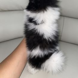 Pomeranian Puppies from Furever Blessed