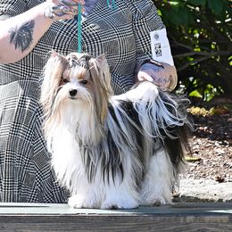 Ollie - Biewer Terrier