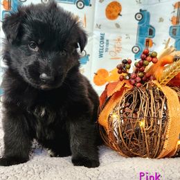 Girl 4 - Black German Shepherd puppy in Ocala, Florida from Guardian Shepherds