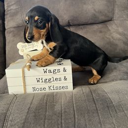 June - Black and tan female Dachshund puppy in Stuart, Iowa from Johnson Family Corgis and more
