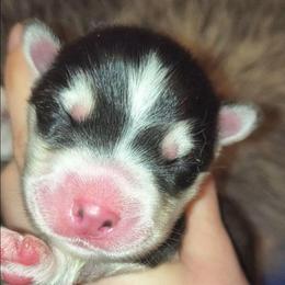 Azurielle - Sable and white female Siberian Husky puppy in Richland, Mississippi from Feazell’s Siberian Huskies