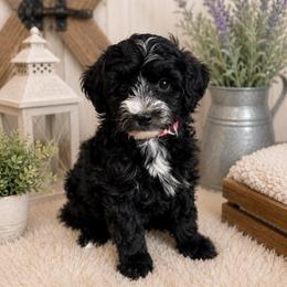 Aurora - Black and white female Sheepadoodle puppy in Wharton, Texas from Little Fur Friends