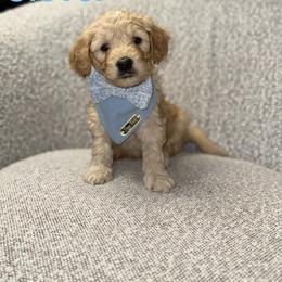 Clover - Apricot male Goldendoodle puppy in Layton, Utah from Gracious Doodle Dogs