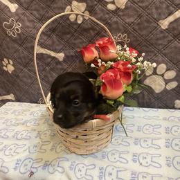 ZUMA- CKC REGISTERED FULL RIGHTS - Black female Dachshund puppy in Elizabethtown, Kentucky from Teeny Tiny Puppy Tails