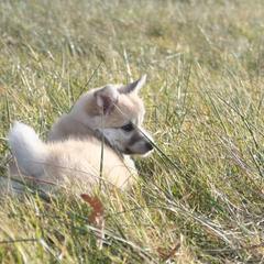 Icelandic Sheepdog Puppies from Valhalla Icelandic Sheepdogs