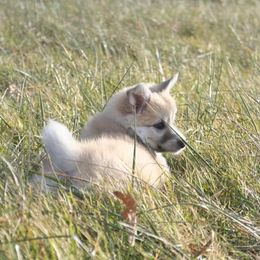 Icelandic Sheepdog Puppies from Valhalla Icelandic Sheepdogs