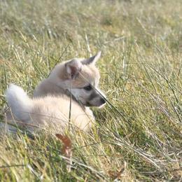 Icelandic Sheepdog Puppies from Valhalla Icelandic Sheepdogs