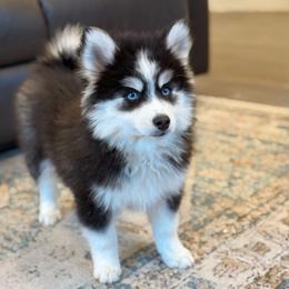 Billie - Black and white male Pomsky puppy in Lewiston, Minnesota from Family Pomsky