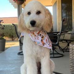 Double Doodles from Desert Double Doodles