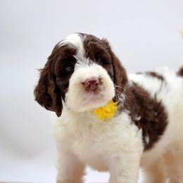 Miss Yellow - Liver and white female Springerdoodle puppy in Kendall, New York from Family Raised Doodles