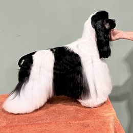 Jack - Cocker Spaniel