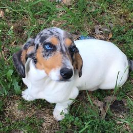 Gretchen - Dachshund