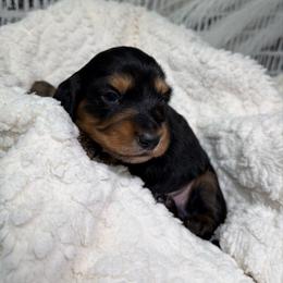 Bubba - Black and tan male Dachshund puppy in Bald Knob, Arkansas from Victoria’s Dachshunds