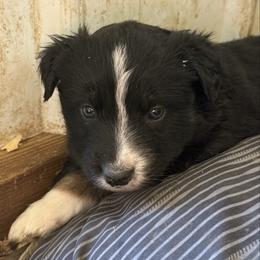 BTF 1 - Black tri-color female Australian Shepherd puppy in Bainbridge, Ohio from CK Aussies