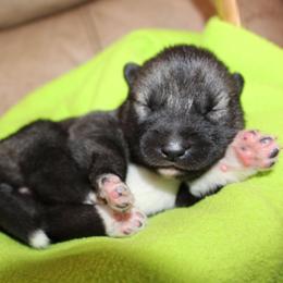 Purple - Agouti and white female Siberian Husky puppy in Le Sueur, Minnesota from Tevana Siberians LLC