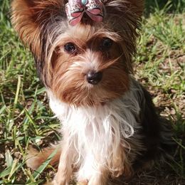 Yorkshire Terriers from Country Charm Yorkies