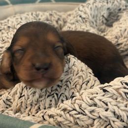 Brownie - male Dachshund puppy in Vancouver, Washington from Cascade Minis