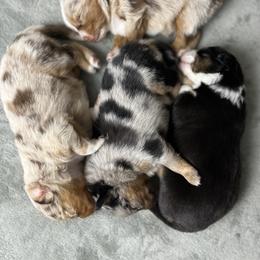 Miniature Australian Shepherd Puppies from True Spirited Aussies