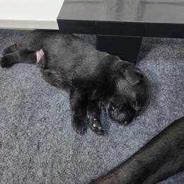 No Collar - Black male Labrador Retriever puppy in Shrewsbury, Massachusetts from Inna's Labrador Retrievers