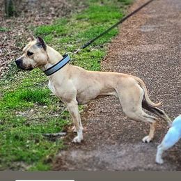 Blinky - American Pit Bull Terrier