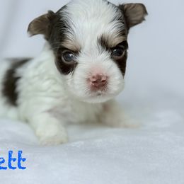 Akc Rhett - Chocolate tan and white male Biewer Terrier puppy in Cartersville, Georgia from Alpha Tiny Paws